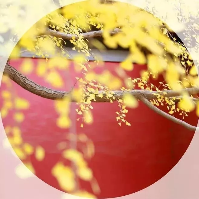 蔷薇财商■今日寒露：袅袅凉风动，寒露秋更浓