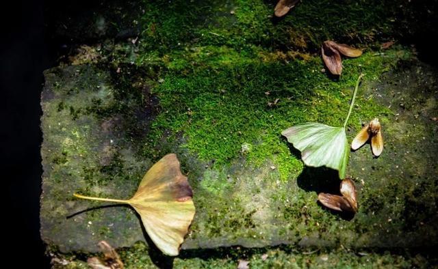 【金魁星TB】换一种心境，何惧世事无常