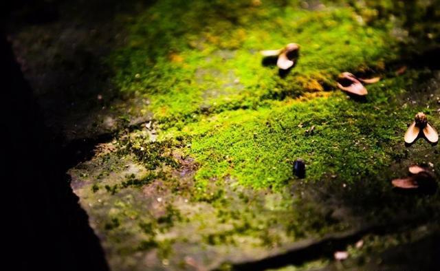 【金魁星TB】换一种心境，何惧世事无常