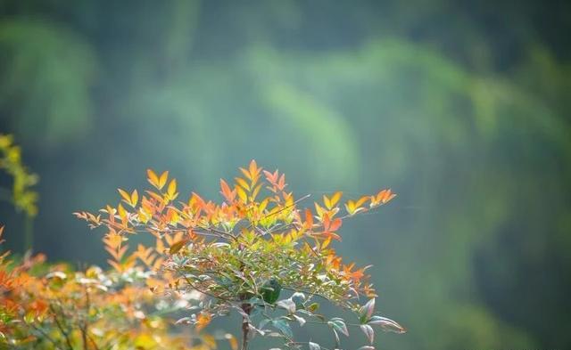 【金魁星TB】换一种心境，何惧世事无常