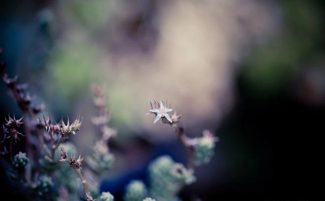 【金魁星TB】换一种心境，何惧世事无常