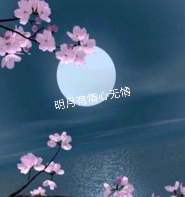 爱情幸福花288：习惯了孤单.我又何曾愿意！