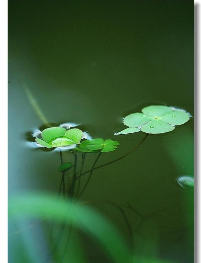 爱情幸福花288：习惯了孤单.我又何曾愿意！