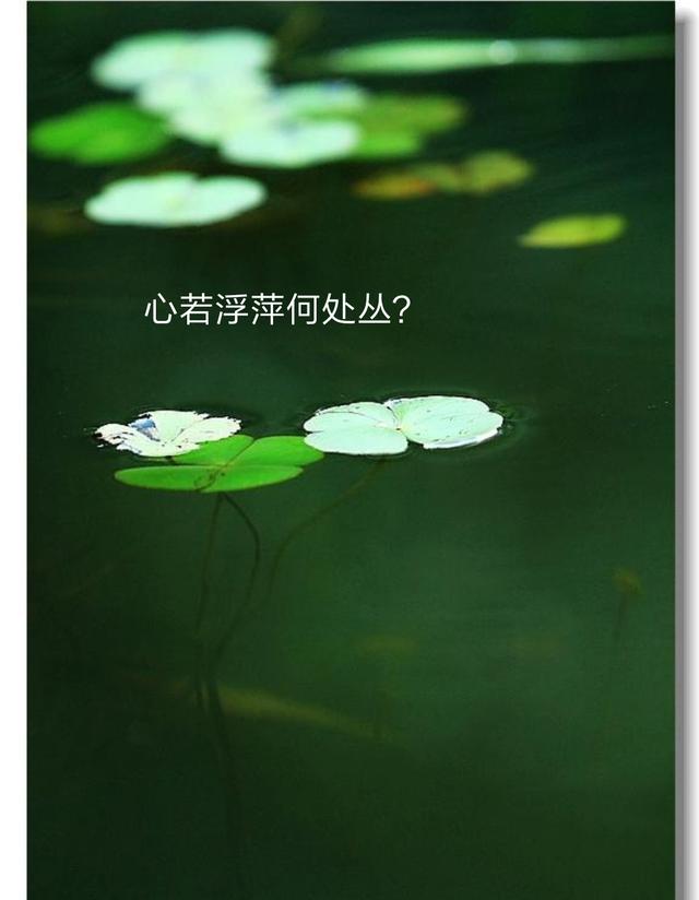 爱情幸福花288：习惯了孤单.我又何曾愿意！