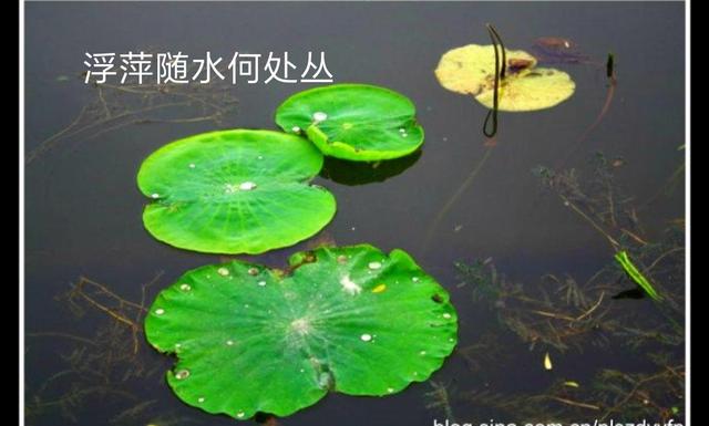 爱情幸福花288：习惯了孤单.我又何曾愿意！