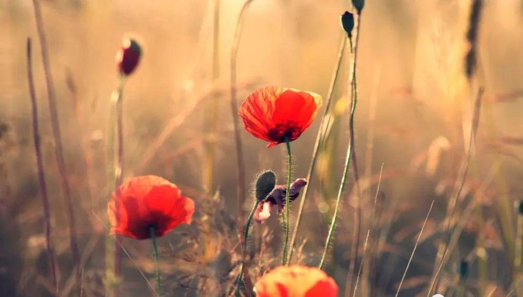 「我的老伴TB」父母最心寒的是，子女一边依赖一边嫌弃