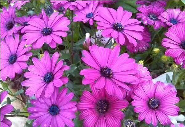 道与欢同学■执念太深，终成魔障 ，怨念太浅，终是无情