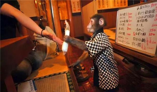..一家餐厅用猴子当服务生，它们会上菜会表演，工资还不要钱