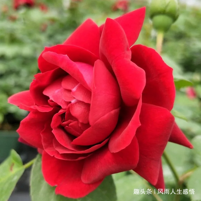 「风雨人生感悟」浇花要浇根，交人需交心