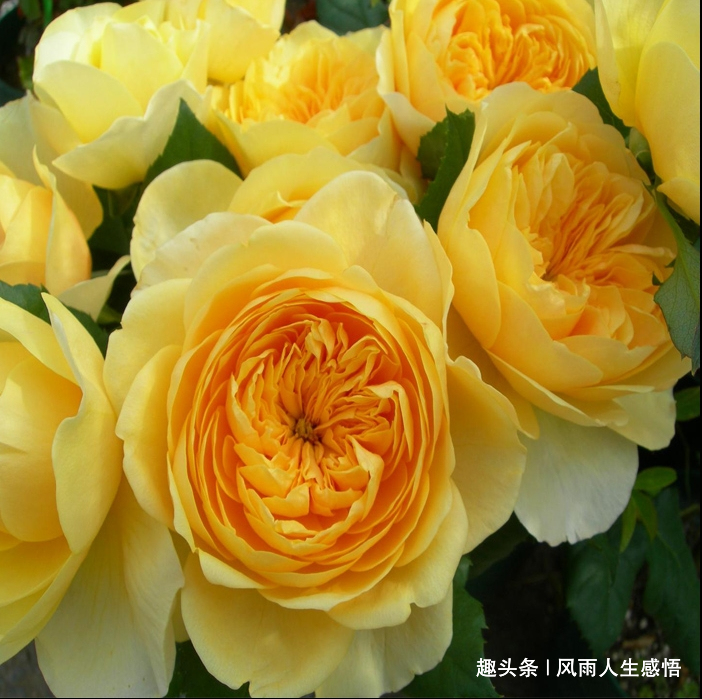 「风雨人生感悟」浇花要浇根，交人需交心