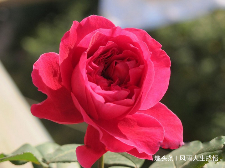 「风雨人生感悟」浇花要浇根，交人需交心
