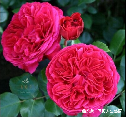 「风雨人生感悟」浇花要浇根，交人需交心