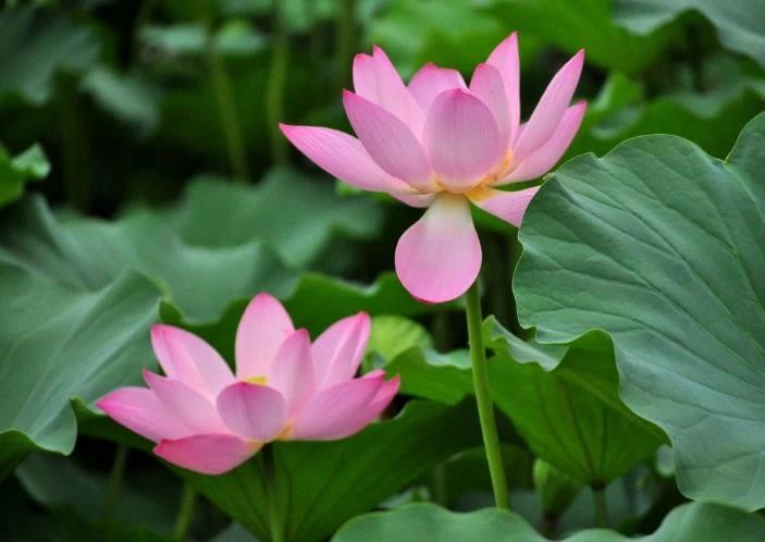 天天励志正能量■做人，做事要真，生气要假