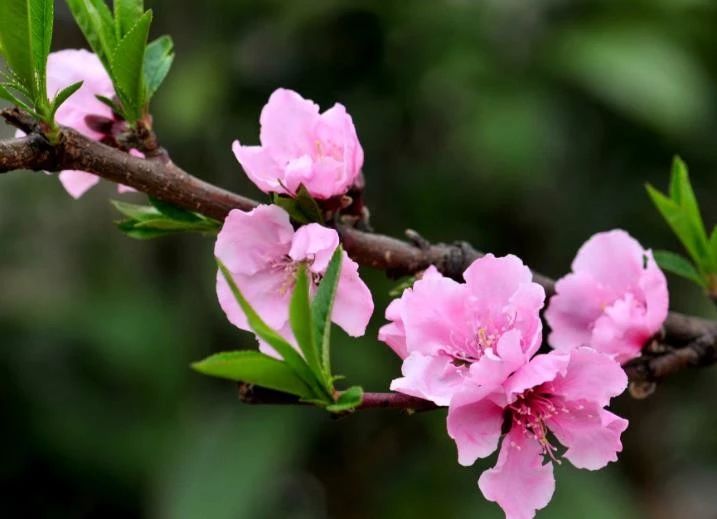 天天励志正能量■做人，做事要真，生气要假