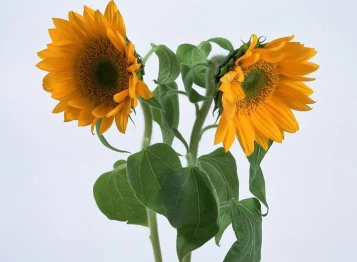 天天励志正能量■做人，做事要真，生气要假