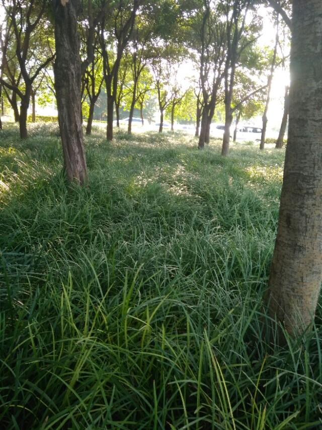 采菊东篱下804■童年记忆里的冰糕