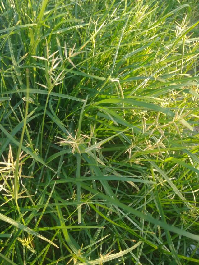 采菊东篱下804■童年记忆里的冰糕