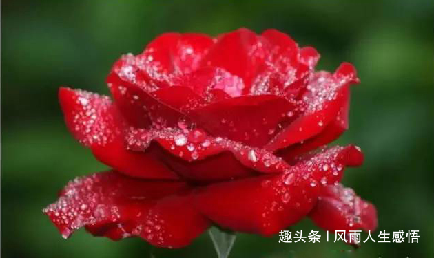 #风雨人生感悟#人活着，简单点就好