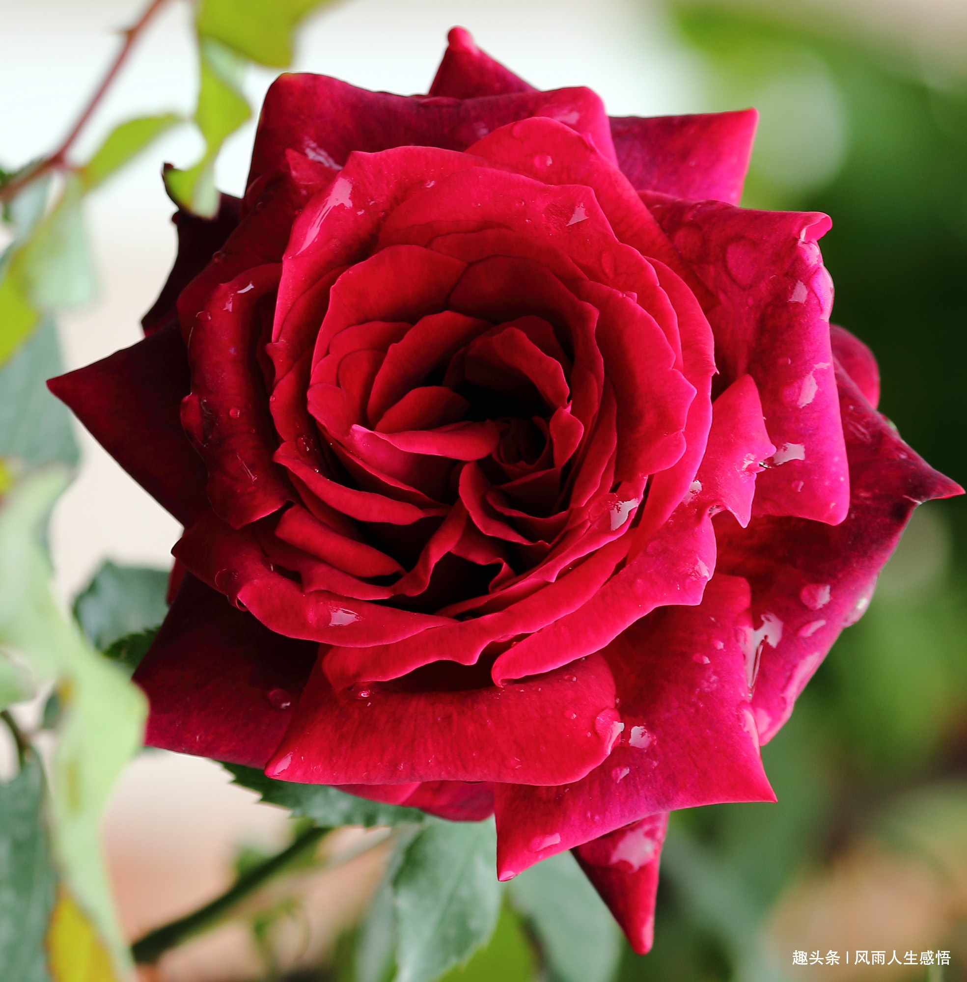 #风雨人生感悟#人活着，简单点就好