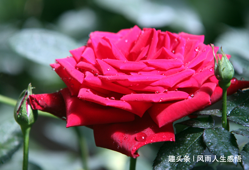 #风雨人生感悟#人活着，简单点就好