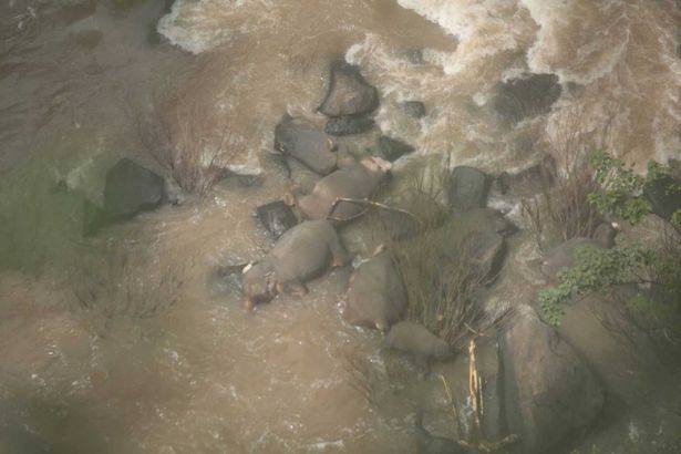 痛心！泰国一群大象为救一头掉进瀑布的小象全部丧命