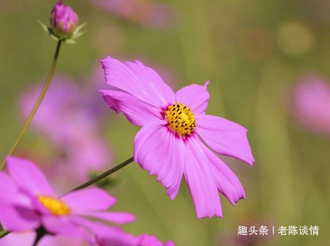 「老陈谈情」有一种幸福，叫有人真心对你好