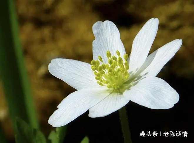 「老陈谈情」有一种幸福，叫有人真心对你好