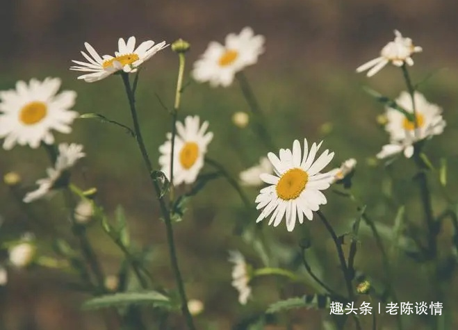 「老陈谈情」有一种幸福，叫有人真心对你好