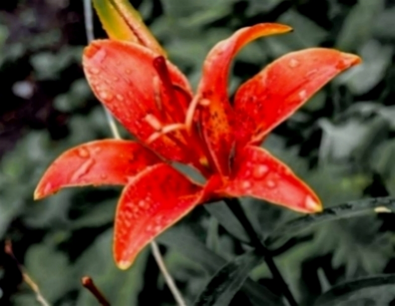 你所想象不到的科技@最会心疼老婆的三个生肖，成熟踏实有上进心，生怕她受一点委屈