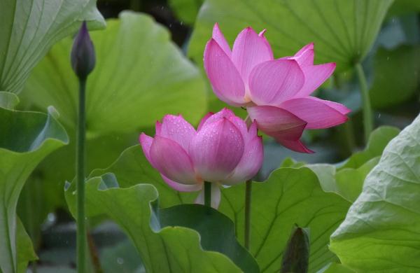 你所想象不到的科技@最会心疼老婆的三个生肖，成熟踏实有上进心，生怕她受一点委屈