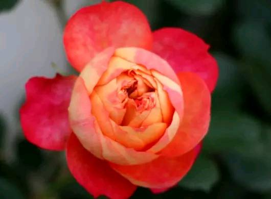 「道与欢同学」自己的难，自己懂；自己的苦，自己扛！