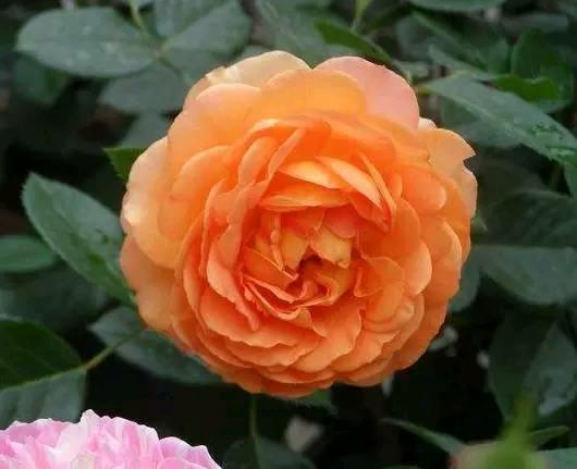 「道与欢同学」自己的难，自己懂；自己的苦，自己扛！