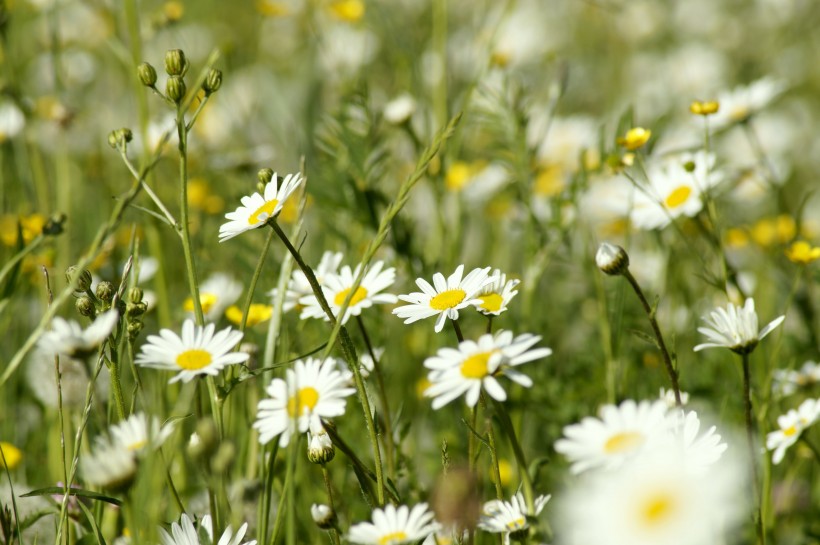 #科技的沉默#最不懂女人心的三生肖男，不太会讲话，从来不说自己的错