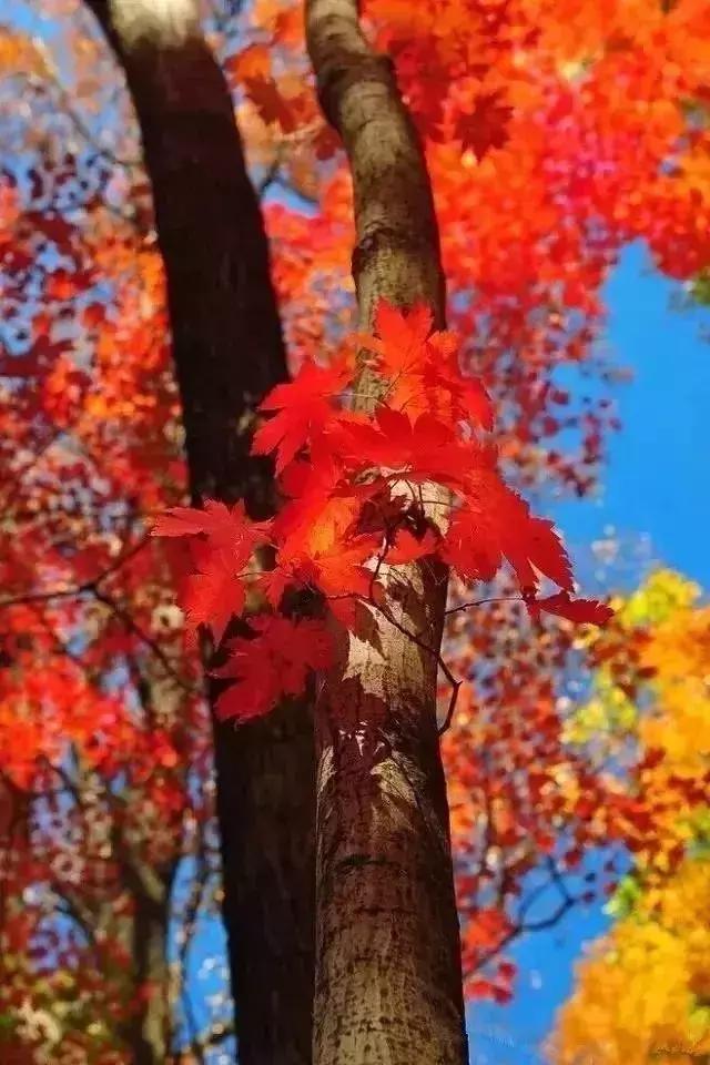 柠檬美文@有一种牵挂，叫秋凉添衣！