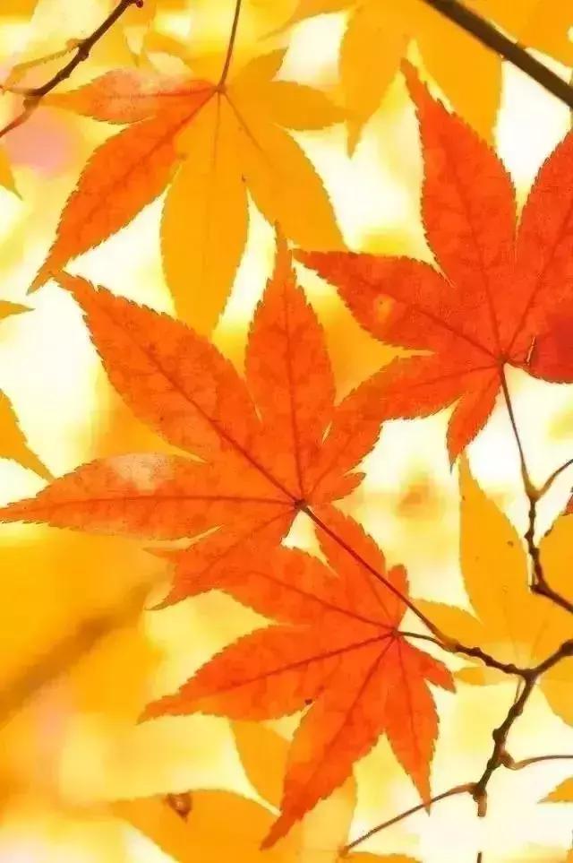 柠檬美文@有一种牵挂，叫秋凉添衣！