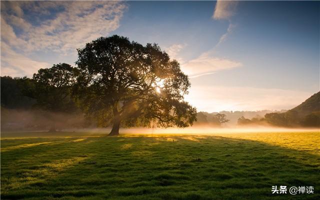[娇柔的柠檬]赏人间百态，享岁月静好