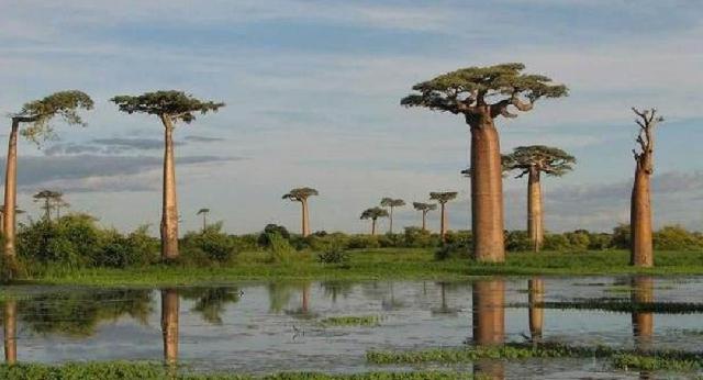 非洲人们的万能树，可以提供吃喝还可以住，怪不得非洲人不干活！