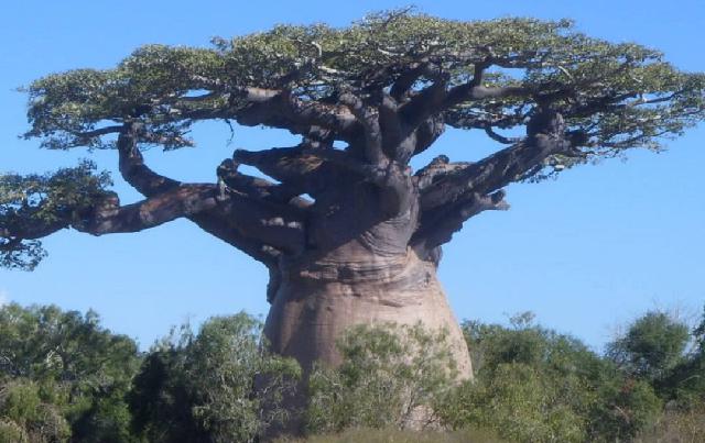 非洲人们的万能树，可以提供吃喝还可以住，怪不得非洲人不干活！