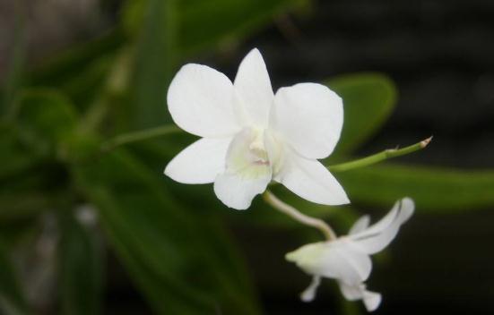 「胡蝶自由穿行在清涧」说话，不可随口；做事，不可随心；做人，不可随意！