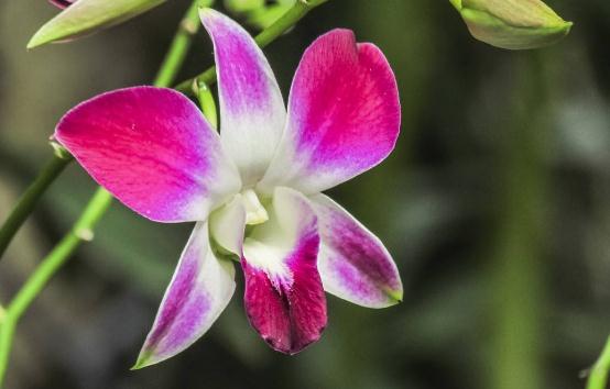 「胡蝶自由穿行在清涧」说话，不可随口；做事，不可随心；做人，不可随意！