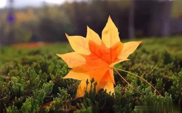 【梅姐有话说】爱的越满，输的越惨