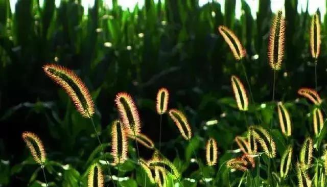 【情感小冬姐】人到五十，后半生苦不苦，看这四件事就够了