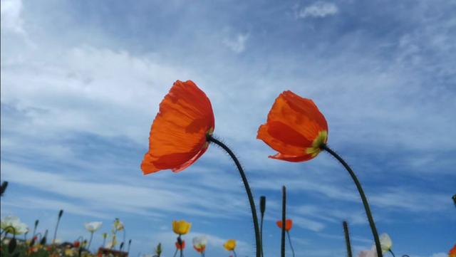 「美文鉴赏」人生很短，别明白太晚