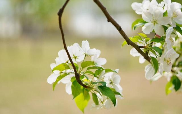 书香琪缘：心落尘香，墨染清秋，用笔写下岁月的温情