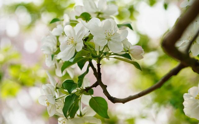 书香琪缘：心落尘香，墨染清秋，用笔写下岁月的温情