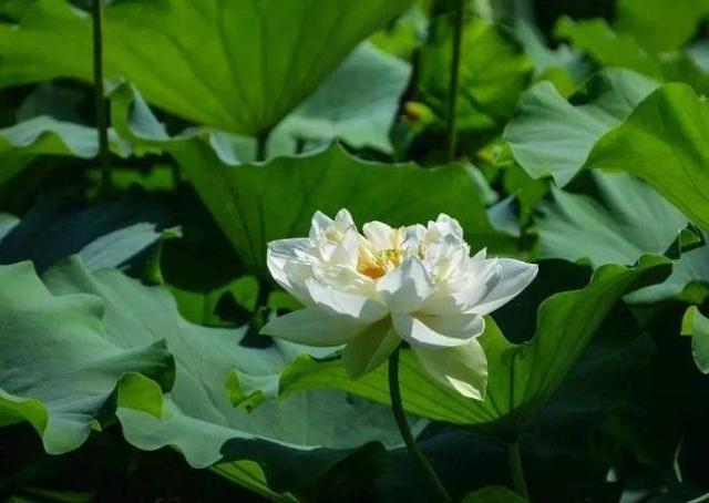 「励志风雨人生」一个人的夜，一个人的世界，思绪里有你