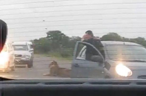 心大！鲁莽游客在南非野生动物保护区下车拍狮子