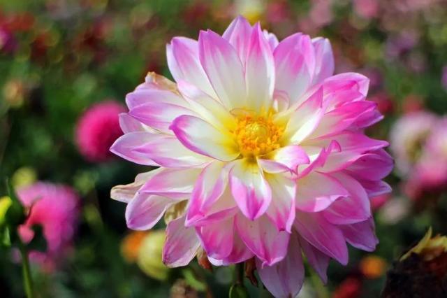 「柠檬美文」能打开任何人心结的一段话！每天看一遍，越看越心宽