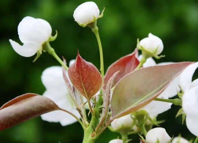 「天天励志正能量」人生几何，花开花落