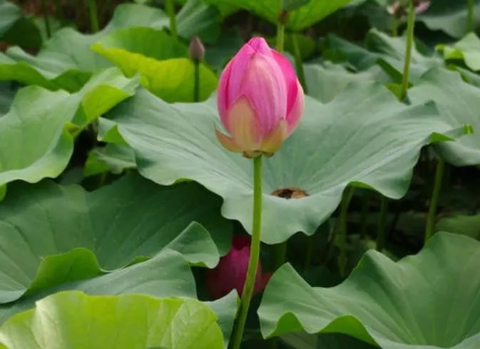 「天天励志正能量」人生几何，花开花落